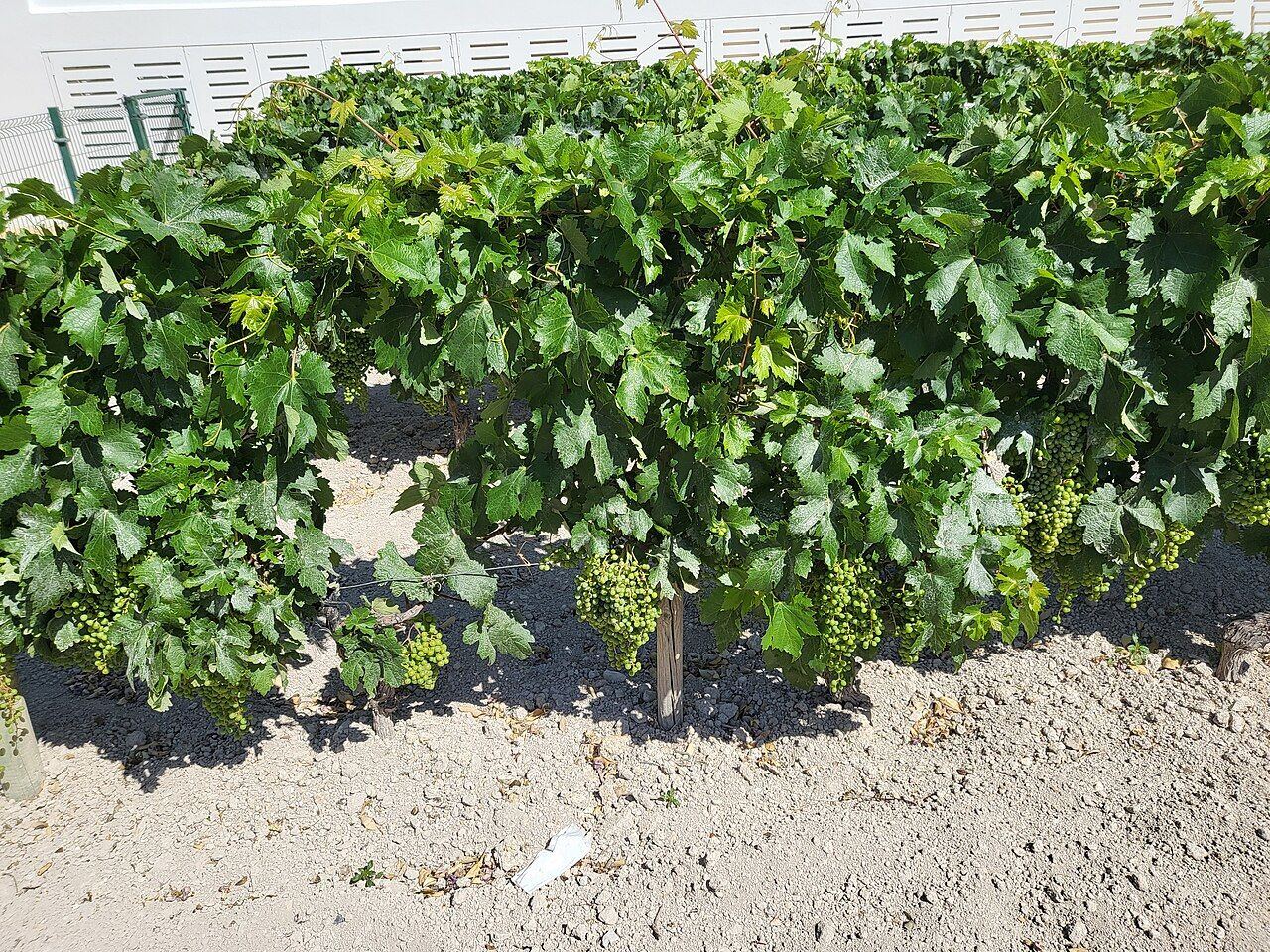 Vides de uva palomino en el Centro de Interpretación del Vino y la Sal de Chiclana