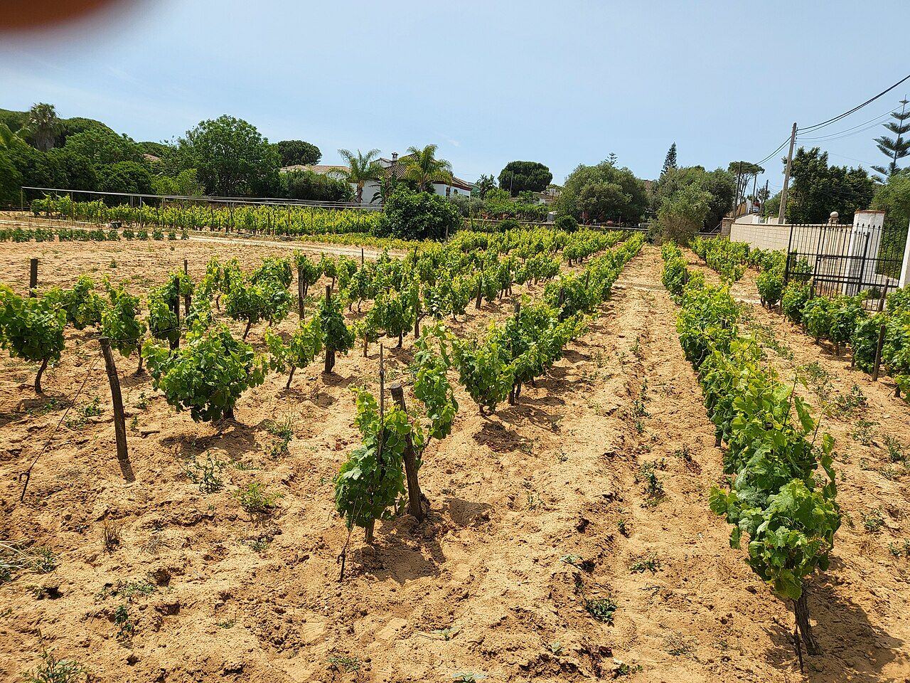 Viñedo en Chiclana de la Frontera